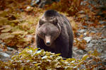 Brown Bear by RichardConstantinoff