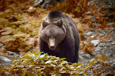 Brown Bear