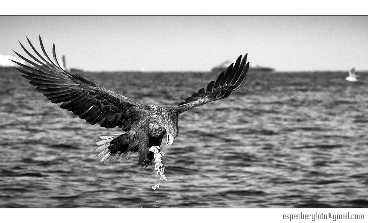 Sea Eagle Black and White