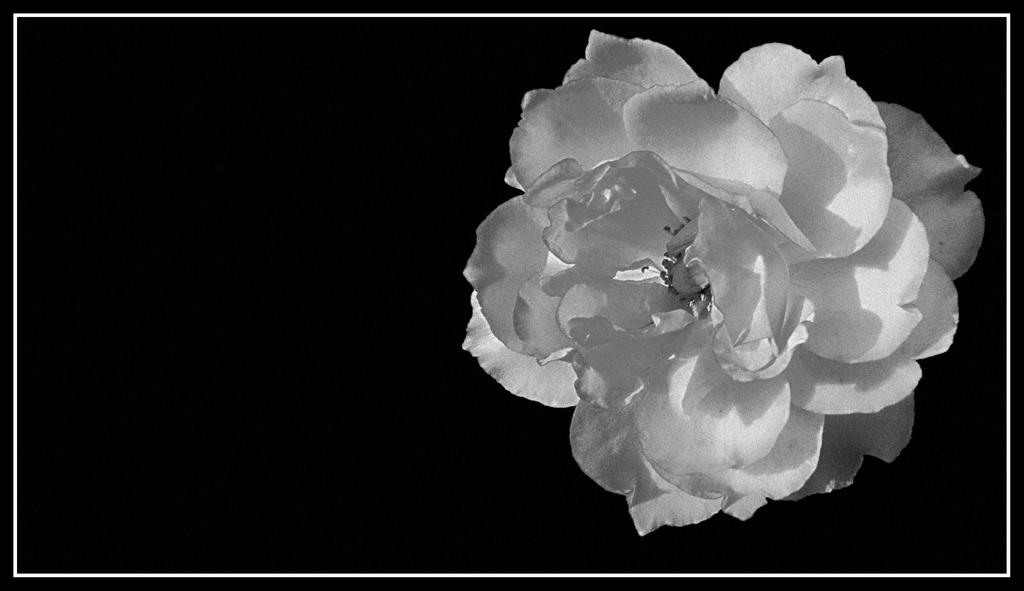 Colorless Rose Colourless Rose by cahitliman on DeviantArt