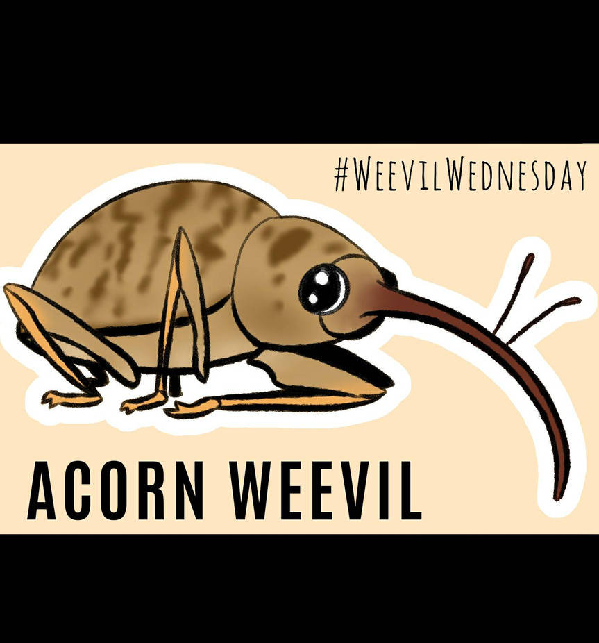 Weevil Web Weevil Wednesday #3 by ViperFangStudios on DeviantArt