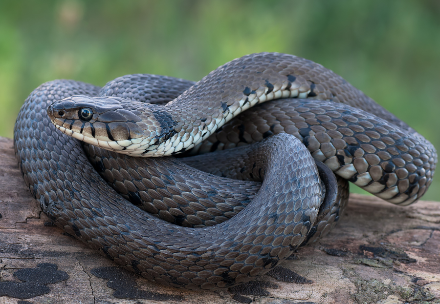 grass snake