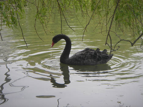 Black Swan