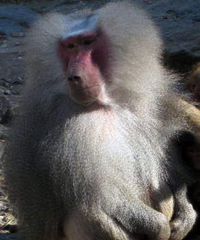 White baboon