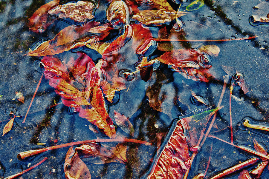 Autumn Reflections