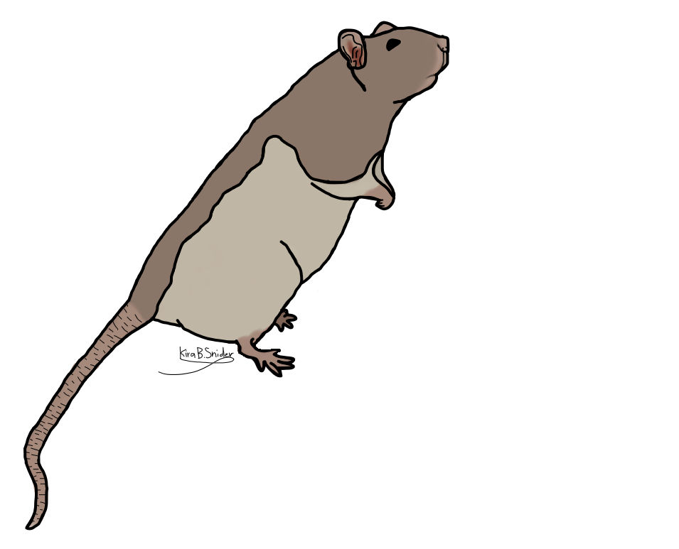 Buddy the Rat (standing, smooth coat) 31082022 by KiraBellaSnider33 on ...