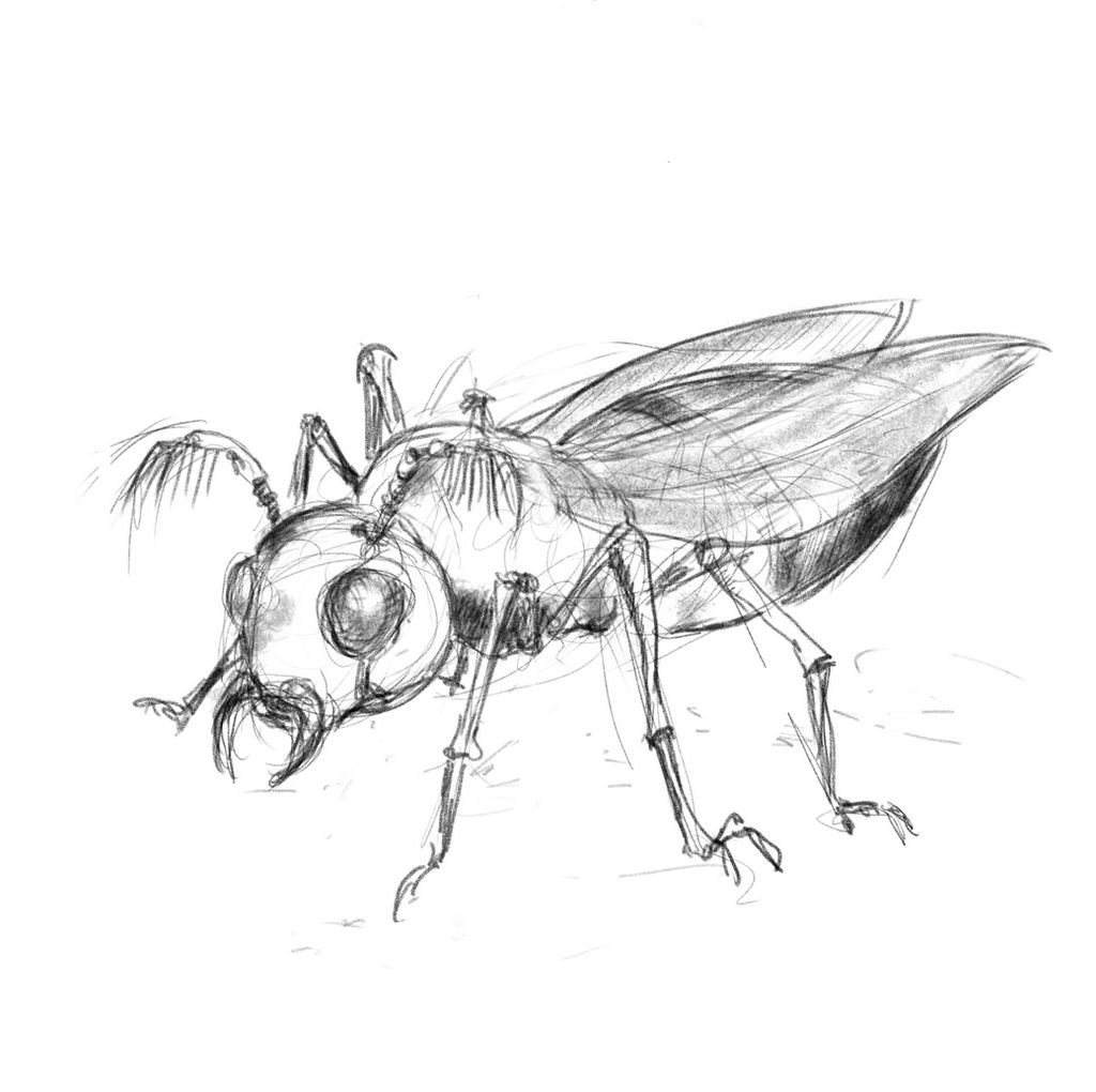 Junix Insect Drawing Insekt by DrHoofman on DeviantArt