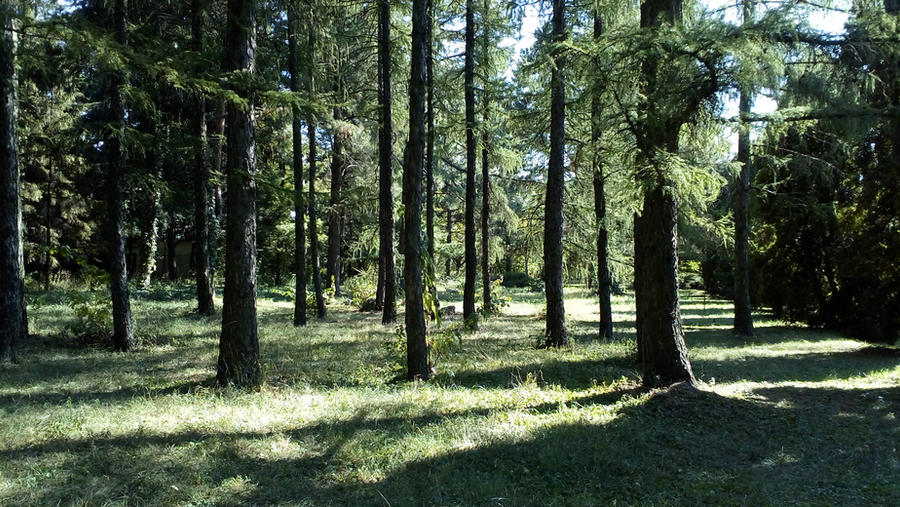 Rays of sunshine in a Green forest - Stock