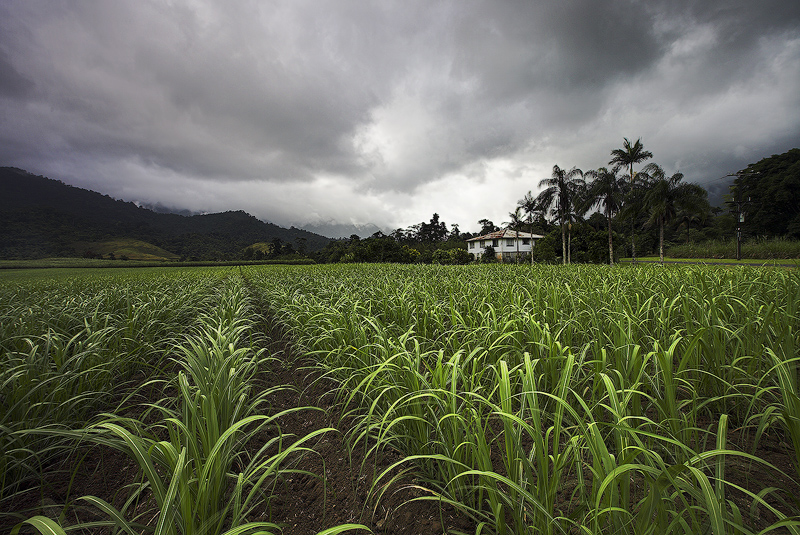 Kingdom of Cane