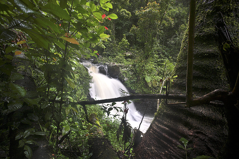 Rain Forest FNQ