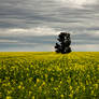 Master of the Canola