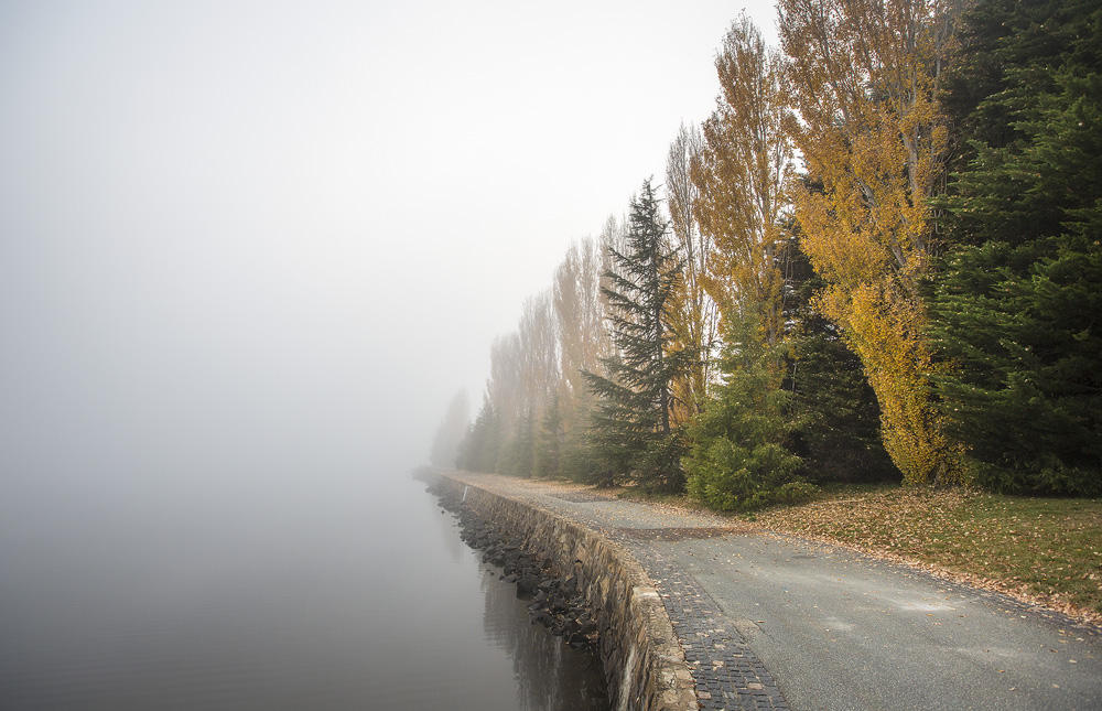 Poplar Fog by Sun-Seeker