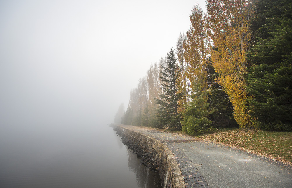 Poplar Fog