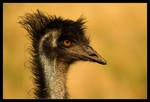 Emus on Parade 2 by Sun-Seeker