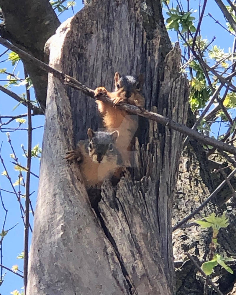 Squirrel Reference for Spring 2021 Drawing class by xxmidnight12xx on ...