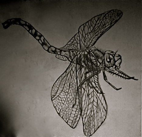 Dragonfly