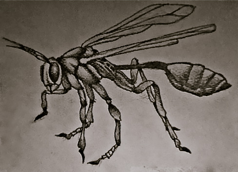 Wasp