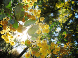 Wattle in Sunlight 3