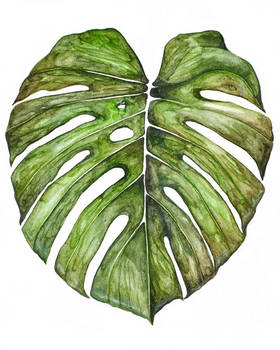 Monstera