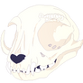 Skull practice