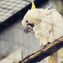 Cacatua sulphurea