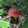 Stock - Fly agaric5