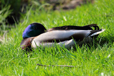 Mallard 4