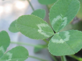 Clover Close-Up