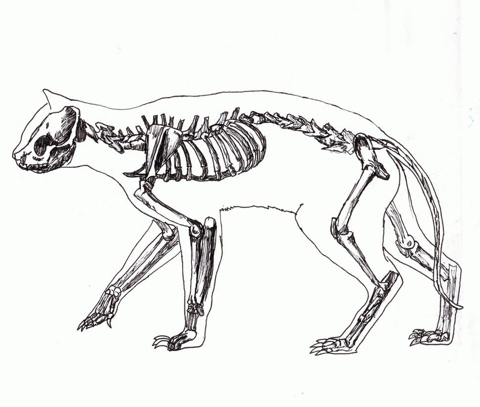 Скелет задних конечностей у млекопитающих. Скелет кошки вид спереди. Скелет кошки сбоку. Скелет задней конечности кошки. Скелет кошки грудная клетка.