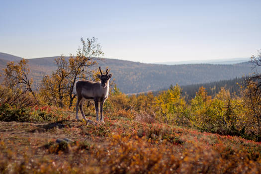 Reindeer in Lapland