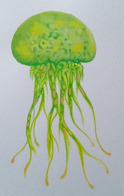 Jelly Sketch