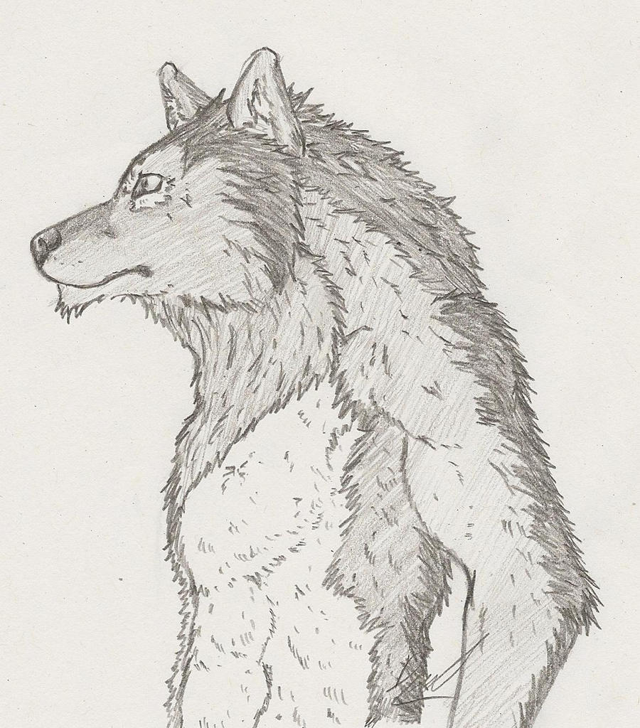 Werewolf Rerence Werewolf simple pose sketch by WolfThings on DeviantArt