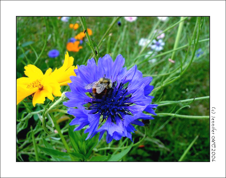 Feeding on Summer