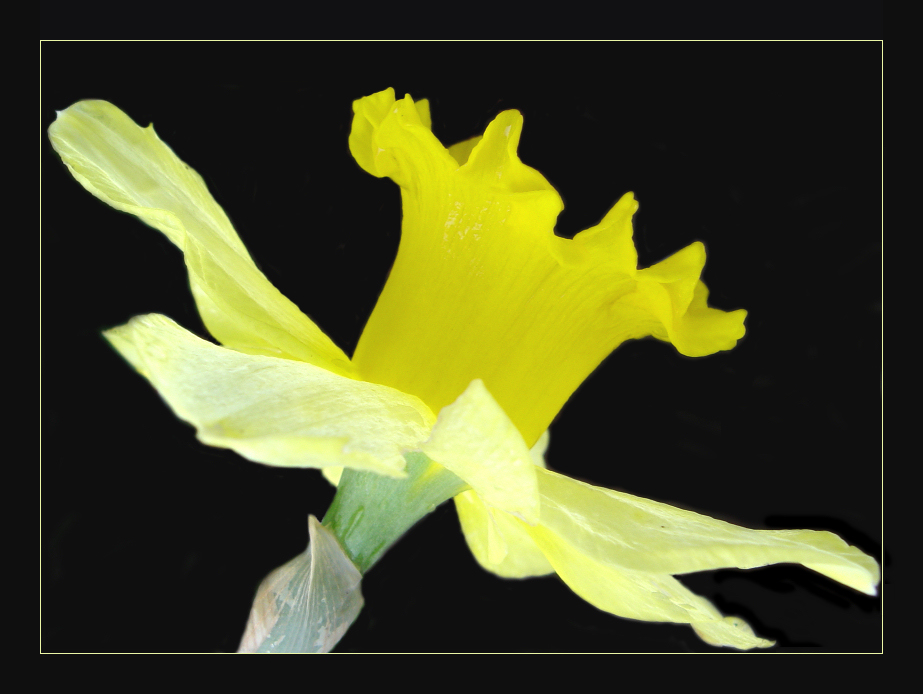 Wendy: Daffodil 'New'