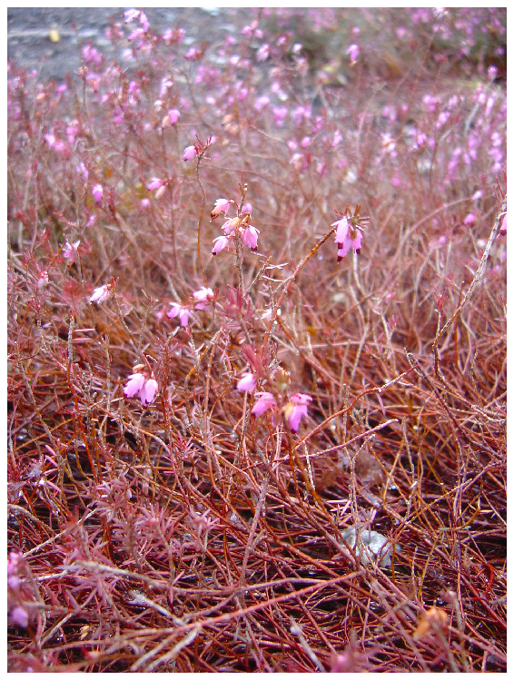 Lavender Bells 2