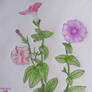 Flower study drawing-Petunia