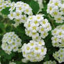 White flowers