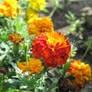 Marigold 