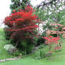 Japanese maple 