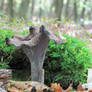 Black chanterelle