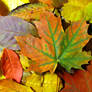 Colorful leaves