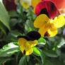 Pansy 2