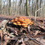 Flammulina velutipes