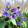 Pulmonaria