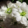 White Matthiola incana 