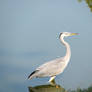 Grey heron 2 