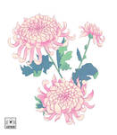 Chrysanthemum by AdeniumShop