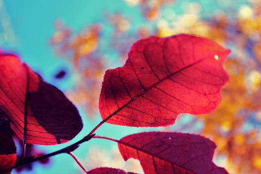 Red leaves