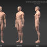 Human Male Reference