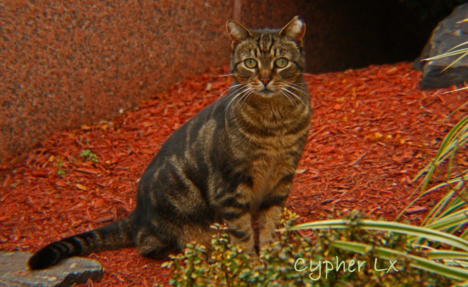 FeralCat